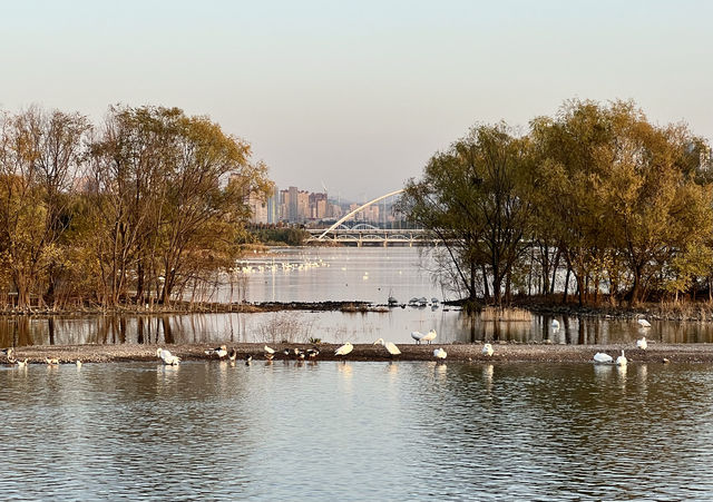 黃河三門峽，優雅白天鵝