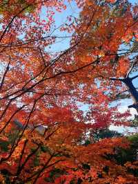 京都圓山公園 日式風格園林