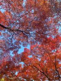 岚山寶嚴院紅葉是炸裂般存在