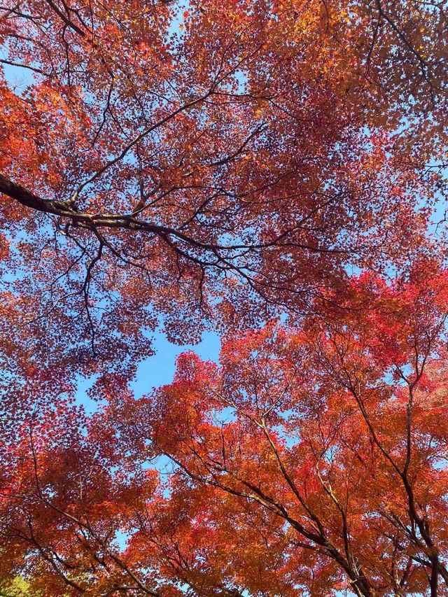 岚山寶嚴院紅葉是炸裂般存在