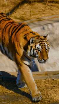 北京動物園