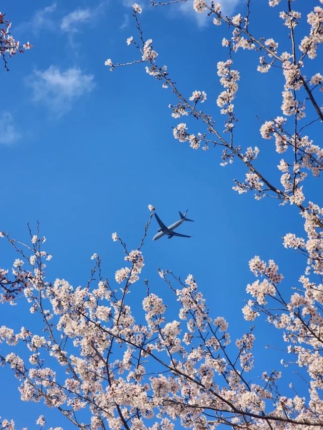 成田機場附近的小「京都」|成田轉機好吃又好逛☺️