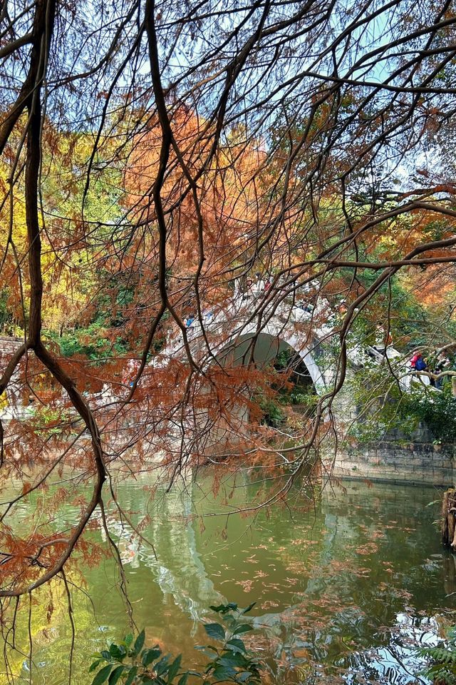 深圳拍照 新年去仙湖植物園看一次落羽杉吧 深圳拍照 新年去仙湖植物園看一次落羽杉吧