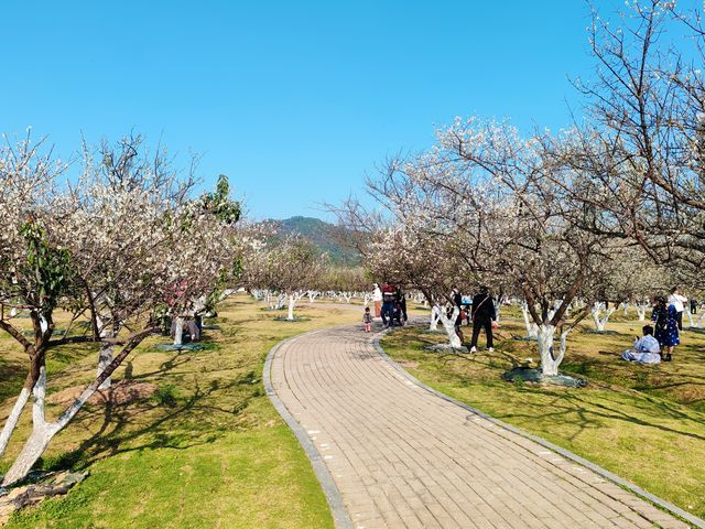 到香雪公園看梅花