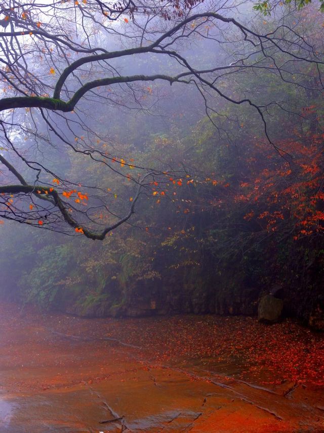雲南昭通小草壩生態旅遊區—撿一片紅葉，觀一片秋色