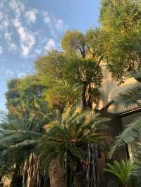 福建石岩植物園復活島的搬到國內了