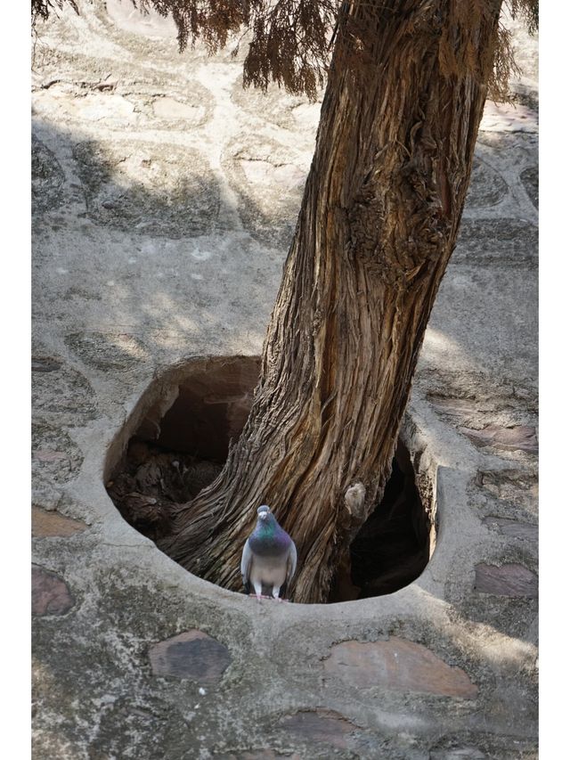 山西玄中寺 探索心靈的棲息地