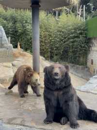 雲南野生動物園！超詳細攻略！