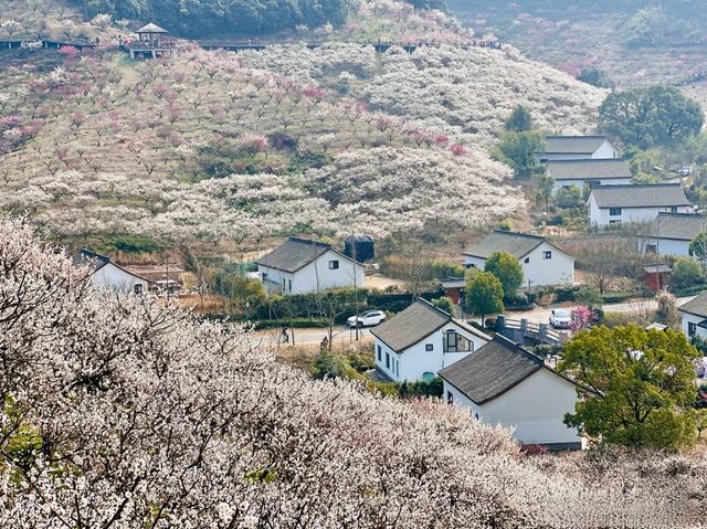 賞梅花的天花板