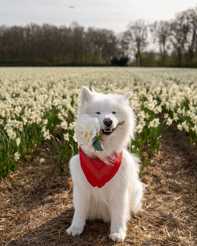 Felix's Flower Frenzy: Getting Ready for Valentine's Day!