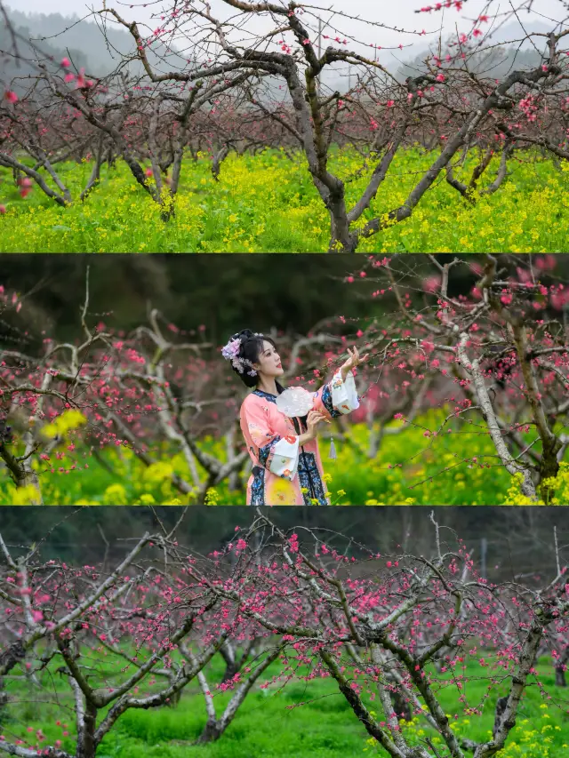 三月にお出かけし、春の暖かさと花々の開花でロマンチックな花海に出会いましょう！！！