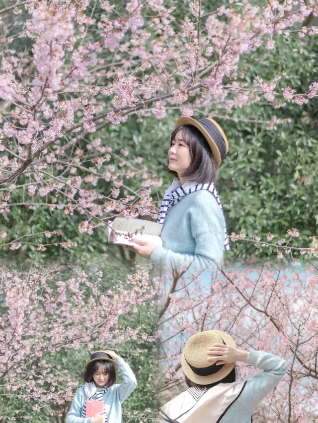 武汉の桜の季節の観光ガイドをご確認ください～