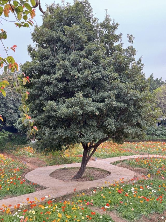 廣州｜看花的季節怎麼少得了海珠濕地公園