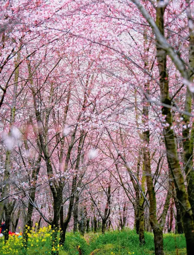 I thought the cherry blossoms in Shaoguan were beautiful enough, until I visited the world's largest cherry blossom season again