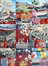 3月21日實拍廣仁寺的紅白玉蘭花美爆啦