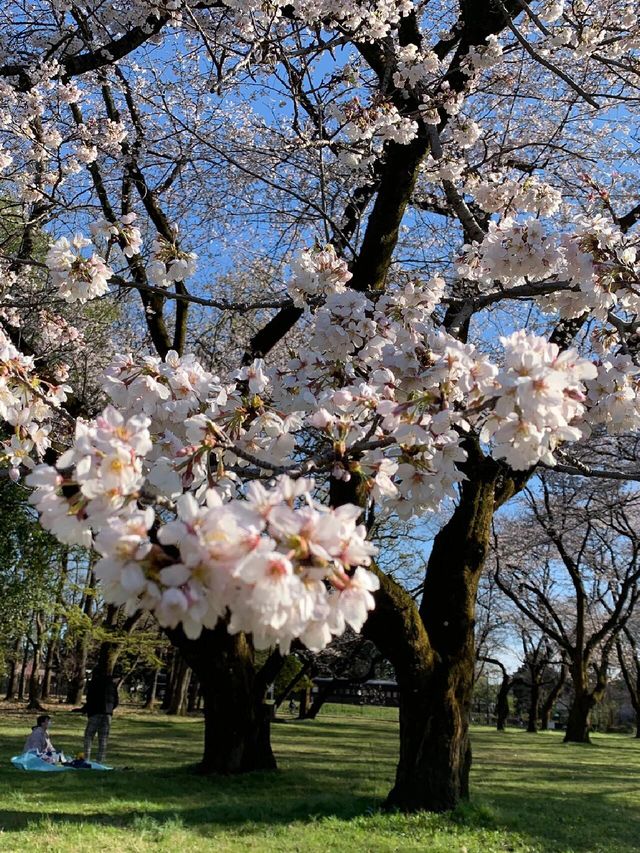 截至4月14日｜東京小金井公園夜櫻秀來啦