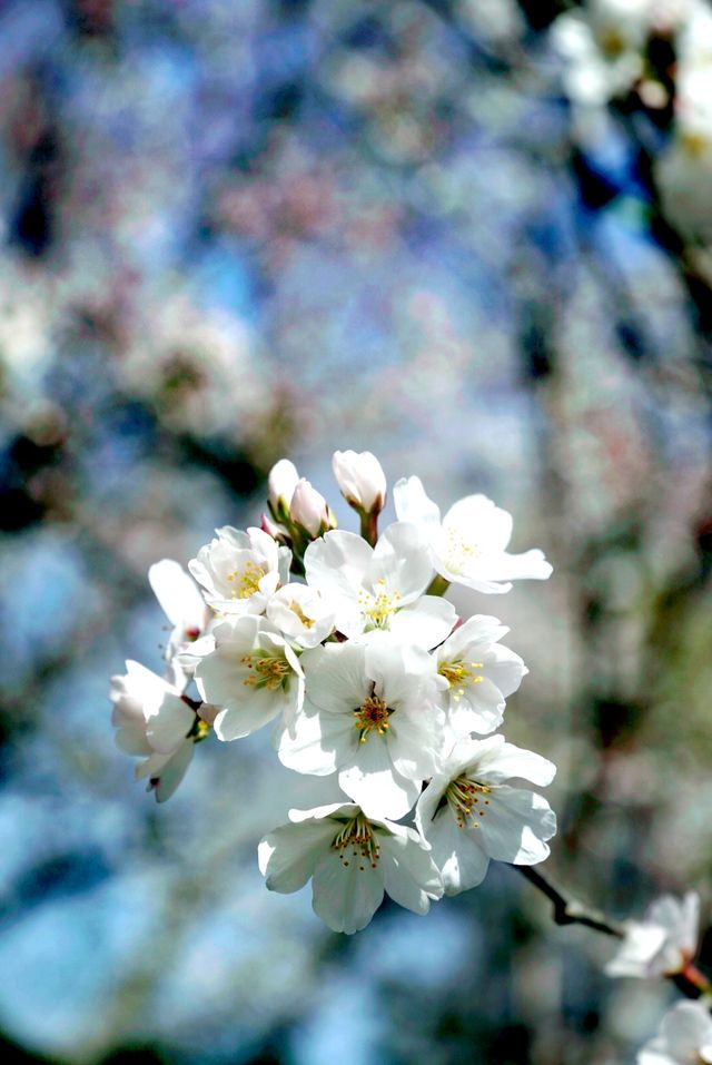 世紀公園賞櫻花