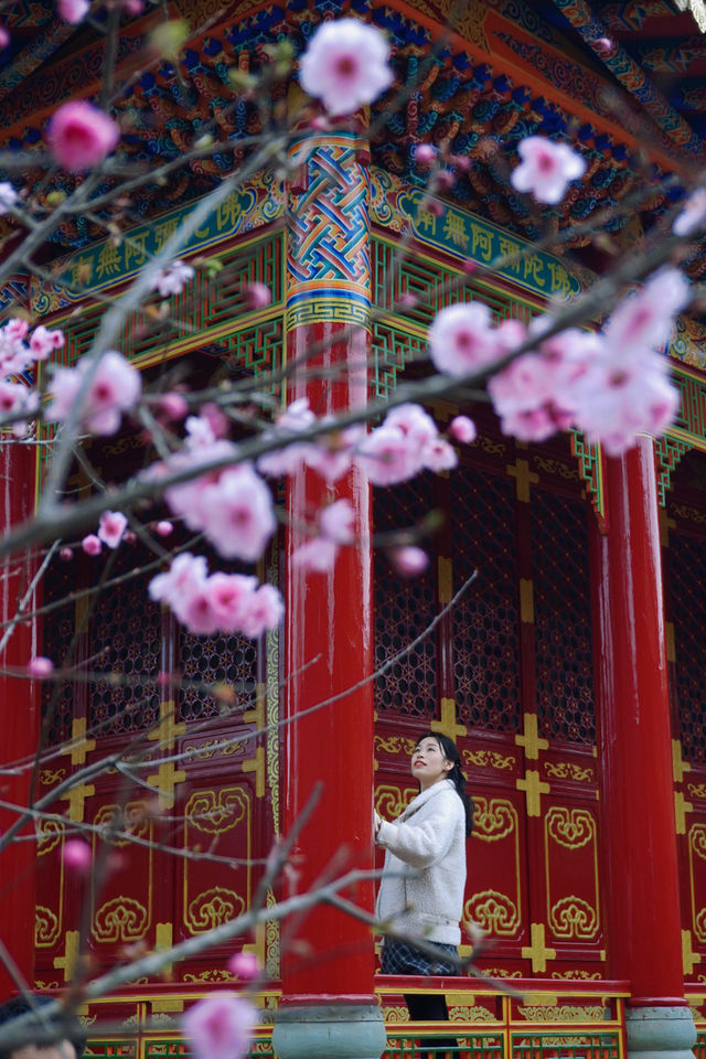 千年古寺裡玉蘭花開啦，還可以免費拍照遛娃看梅花鹿；