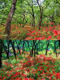 除了流蘇樹，還有更好看的杜鵑花，你確定不來黑龍潭公園？
