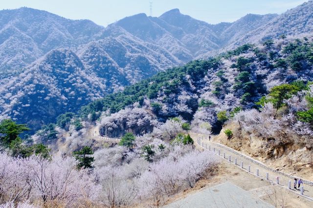 登春山！我願意稱這裡為北京春日桃花天花板