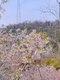 南京的櫻花也太捲了 竟然開在天梯上