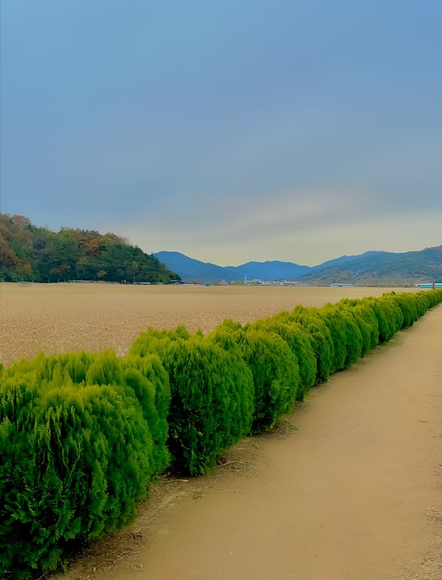 韓國小眾旅遊-寶城