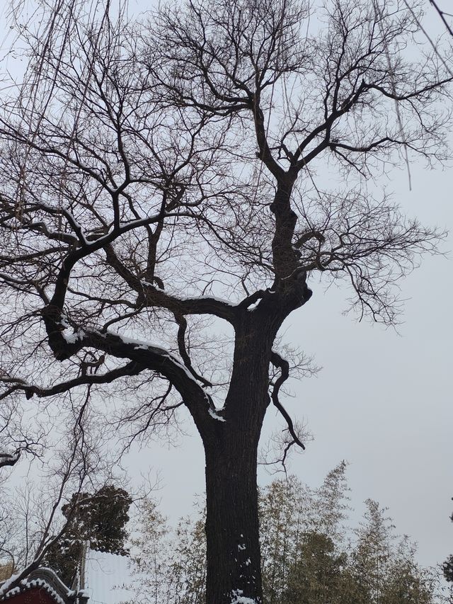 雪後什刹海