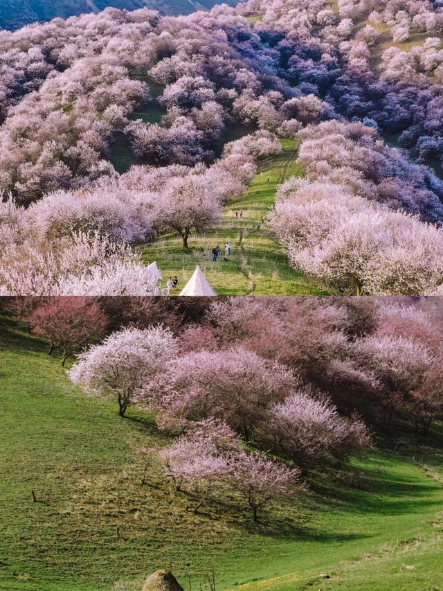 伊犁人間四月天 一路繁花