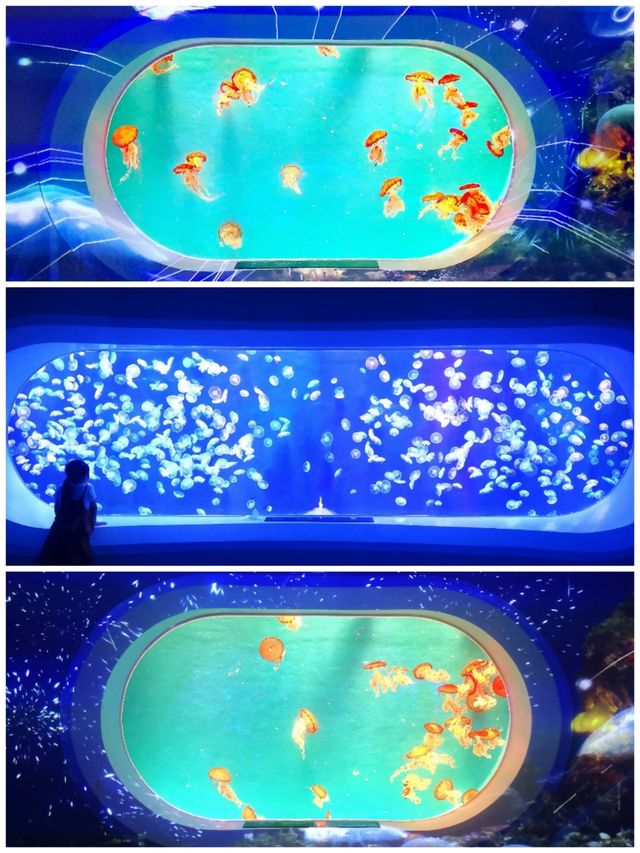 逛商場逛出一個海洋館 逛商場逛出一個海洋館