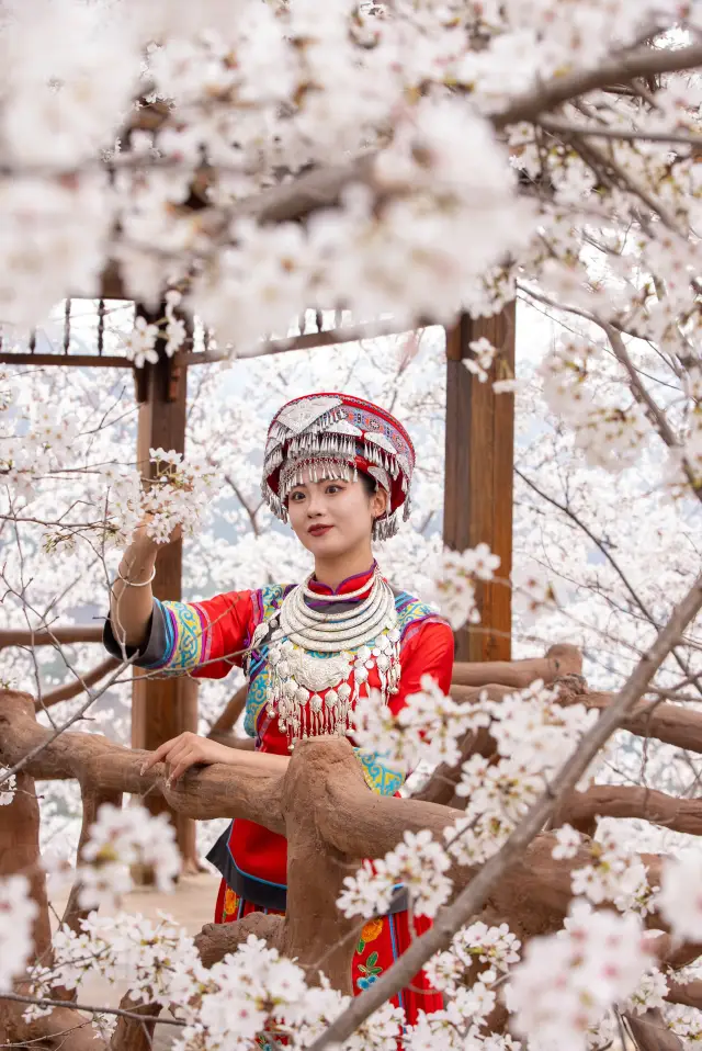 春天如此美麗，你看過錦里溝的櫻花嗎