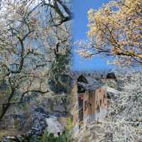 廣東這個宛如雪鄉的千畝梨花谷，花正盛開中  陽山水浪花谷