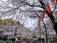 東京傳統賞櫻勝地，名單裡怎麼能少了它！