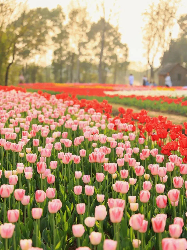 🌷 Exploring Tulips in Hubei 🌷 