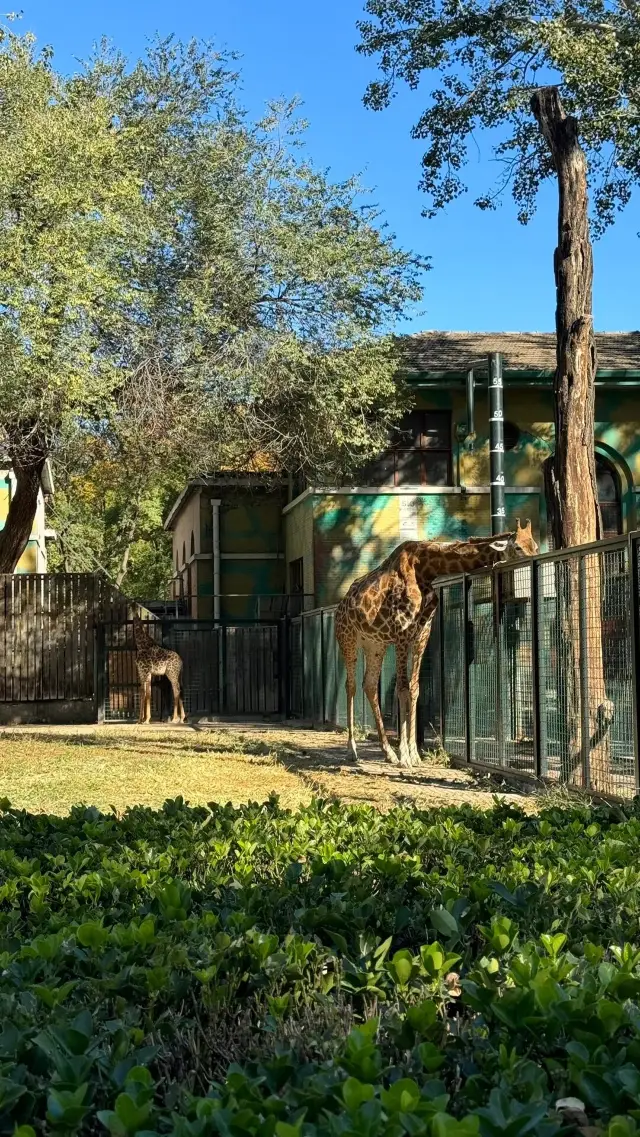 Beijing Zoo | A great place to take kids during the May Day holiday