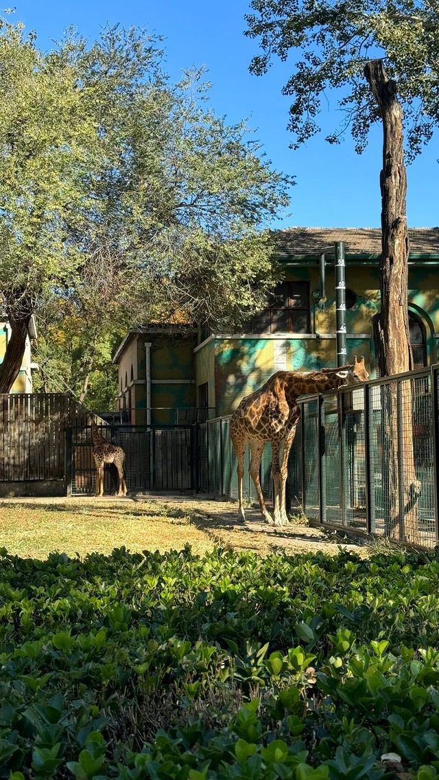 北京動物園|五一遛娃好去處