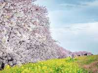 Kumagaya Tsutsumi Amazing Sakura