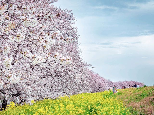 Kumagaya Tsutsumi Amazing Sakura