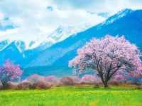 Spring Bliss in Tibet's Linzhi 🌸🏔️