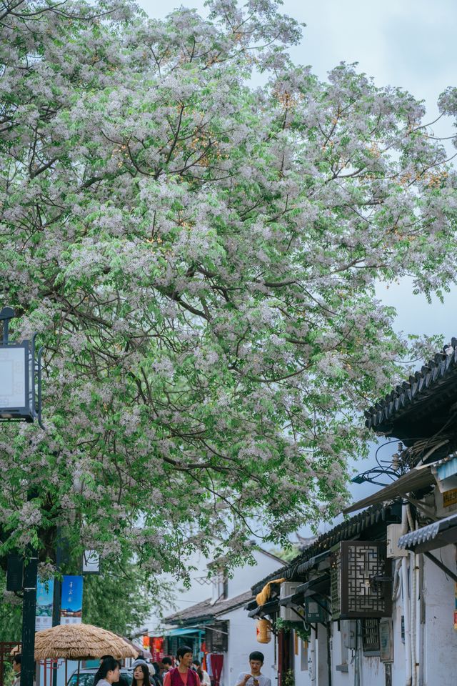 苦楝花開時，我在平江路與春天告別