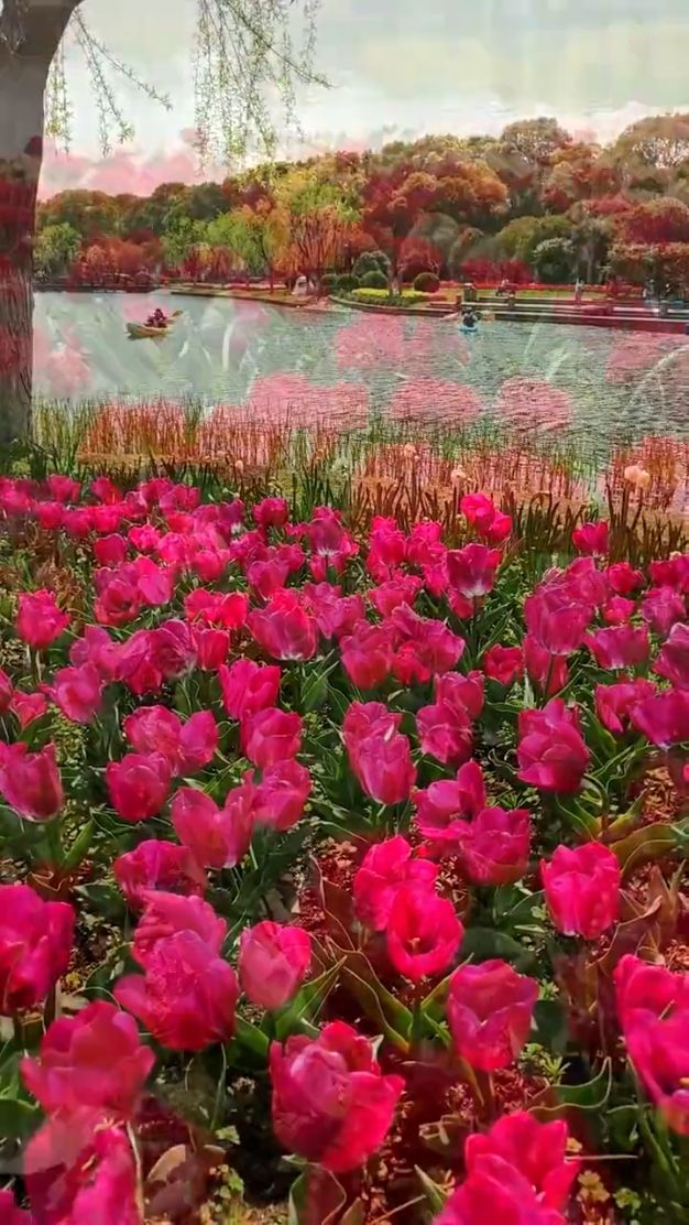 郁金香花海來襲！上海鮮花港，你的春日打卡地！