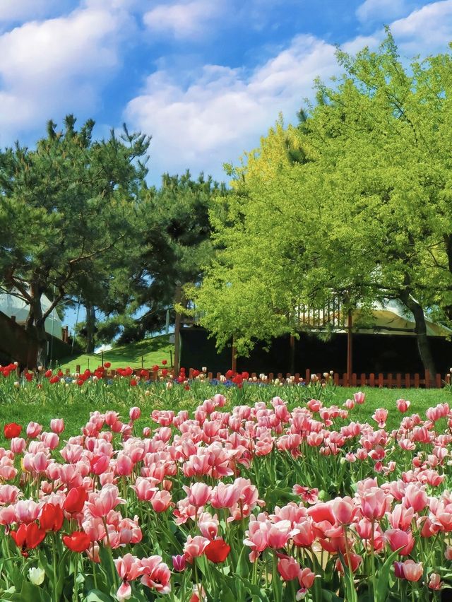 英歌石植物園不愧是現實版的莫奈花園！！