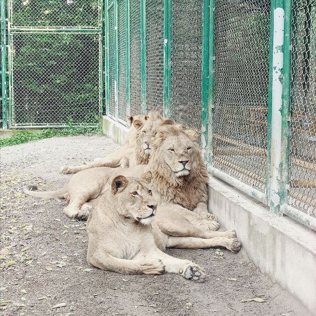 上海野生動物園攻略