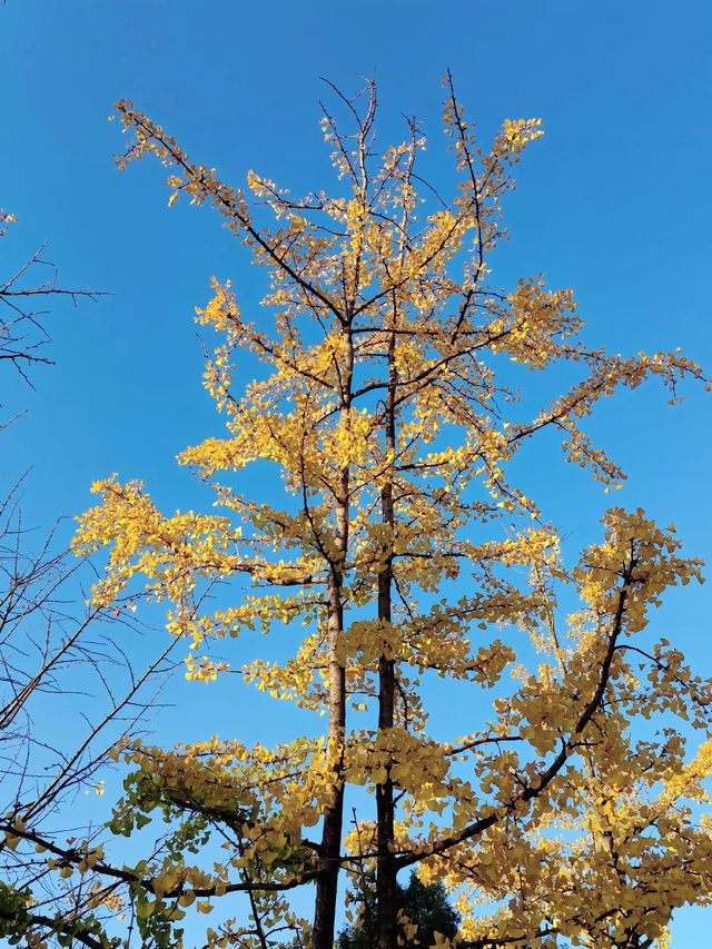 錦苑山公園
