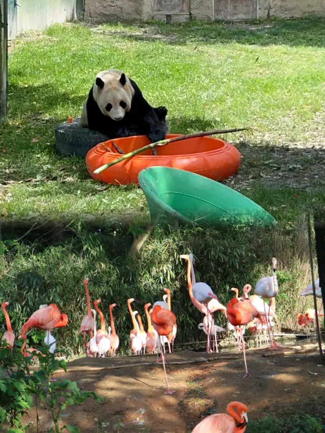 Essential Guide for Visiting Shanghai Wildlife Park