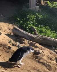 就算挨冻也要看的澳大利亚菲利普岛。