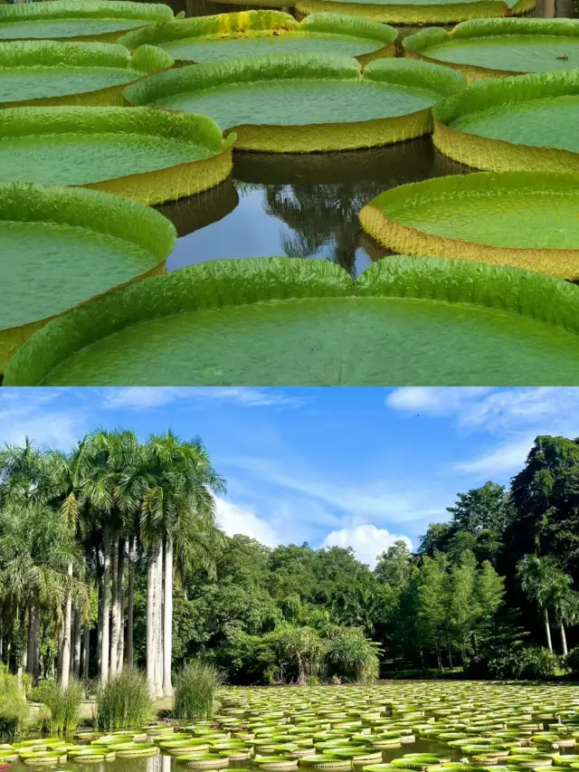 ต้องเช็คอินที่สวนพฤกษศาสตร์เขตร้อน Xishuangbanna ของสถาบันวิทยาศาสตร์จีนที่เป็นสถานที่คลาสสิกอย่างแน่นอน