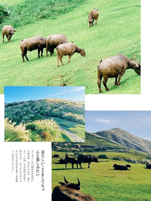 擎天崗：大自然韻律，難忘郊遊之旅