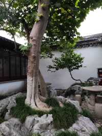 蘇州園林曲園。