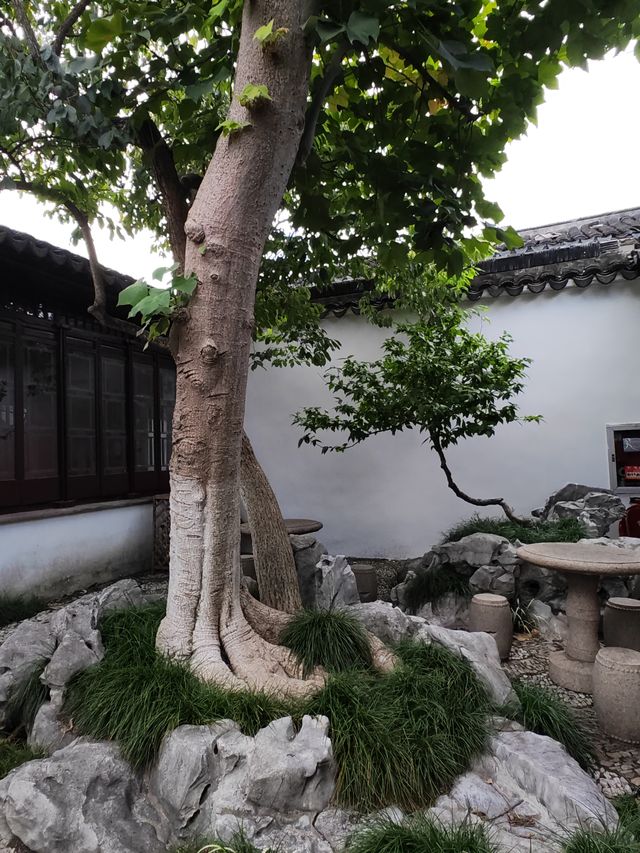 蘇州園林曲園。