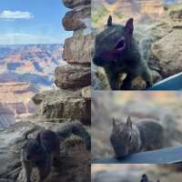 Grand Canyon National Park 